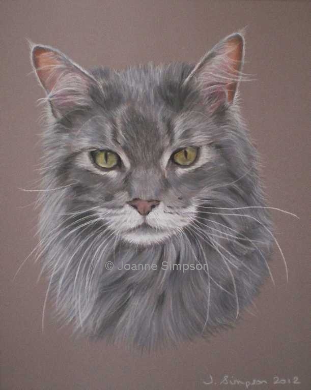 Maine Coon pet portrait